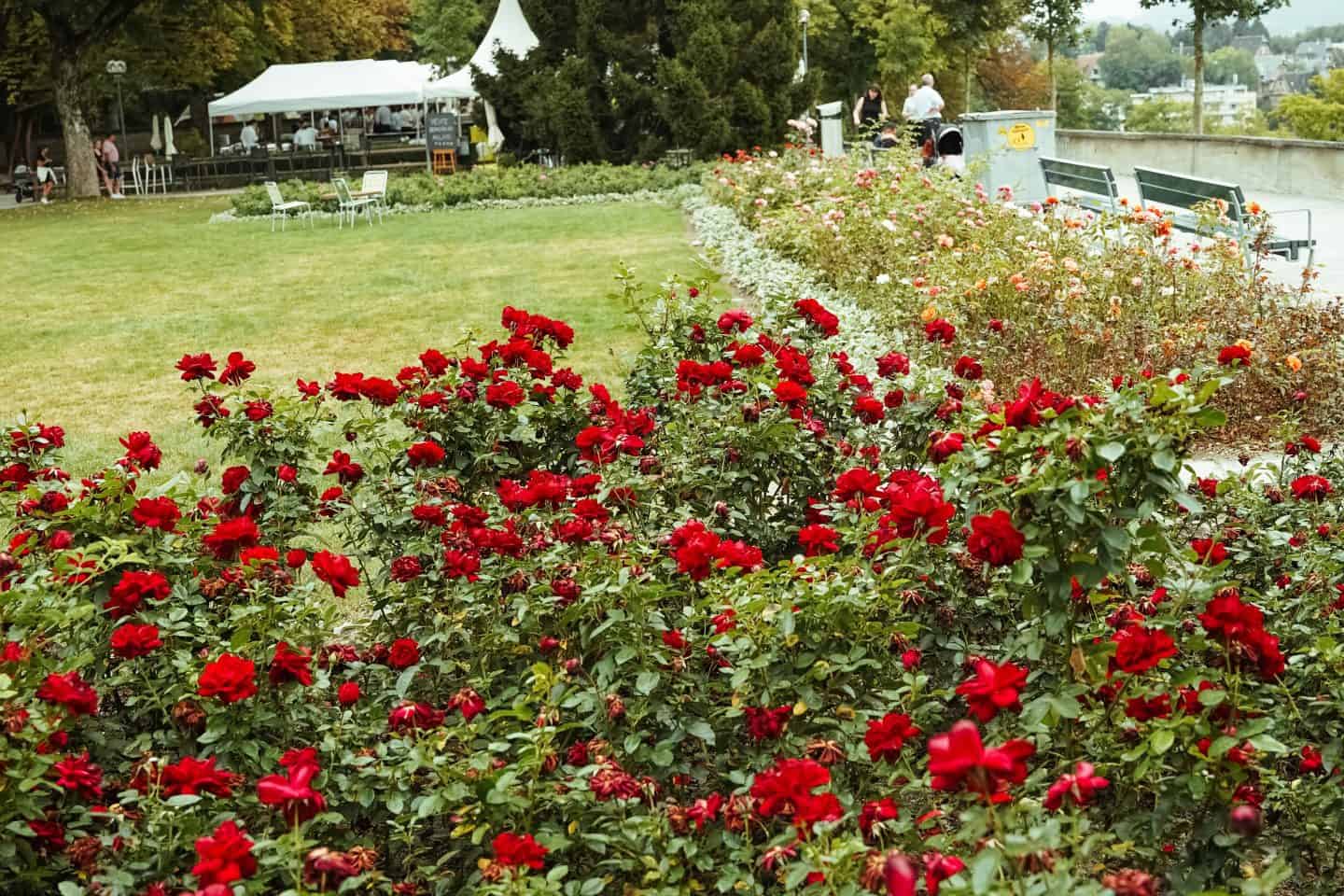 Red roses captured in the Rose Garden of Bern, Switzerland 